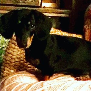 Meet your Posher, Shane